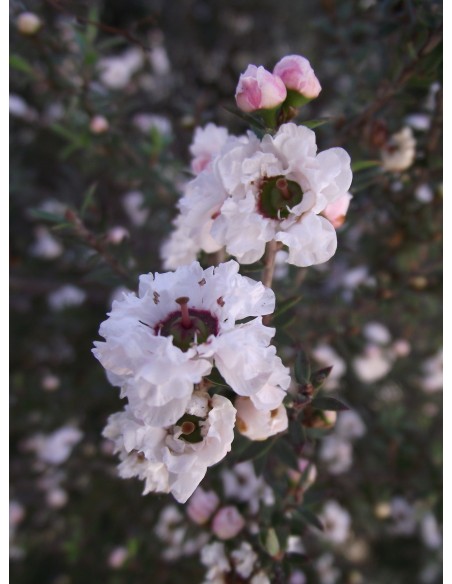 1 Arbol de Erica blanca (Leptospermum Scoparium) Arbol del te de nueva Zelanda / Venta en Mexico