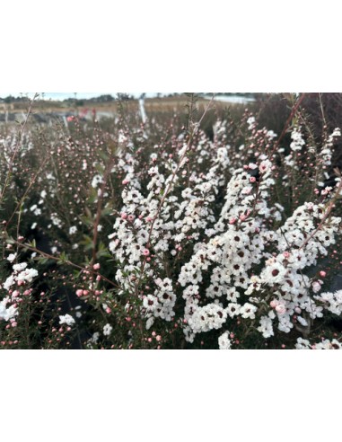 1 White Erica Tree (Leptospermum Scoparium) New...