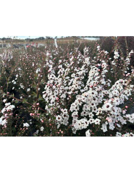 1 Arbol de Erica blanca (Leptospermum Scoparium) Arbol del te de nueva Zelanda / Venta en Mexico