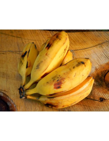 1 Planta Platano Bolsa (Musa orinoco) Nativo de Veracruz ''Platano cuadrado'' bananero
