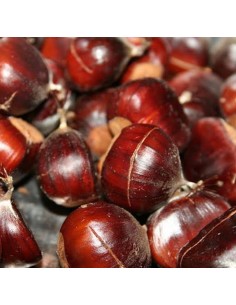 1 Castana or Castano...