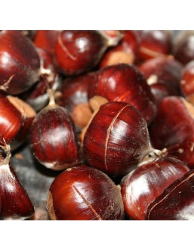 1 Planta de Castana o Castano asiatico (Castanea sativa) Como sembrar castanas en casa con plantas de vivero