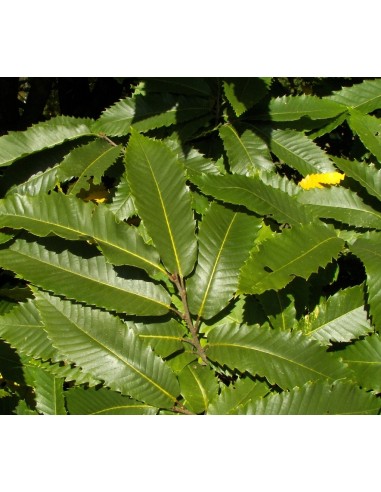 1 Planta de Castana o Castano asiatico...