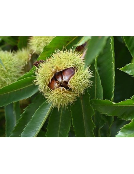 1 Planta de Castana o Castano asiatico (Castanea sativa) Como sembrar castanas en casa con plantas de vivero