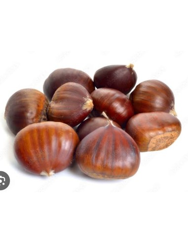 1 Castana or Castano asiatico plant (Castanea...
