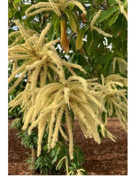 1 Castana or Castano asiatico plant (Castanea sativa) How to grow Castana at home with plants from nurseries