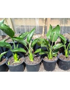 1 Planta de Flor del...