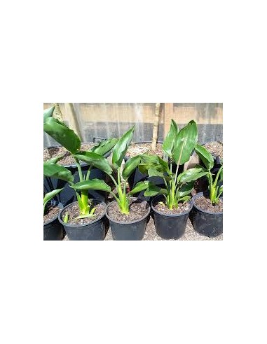 1 Dwarf paradise flower plant (Strelitzia reginae nana) For pot and tropical gardens