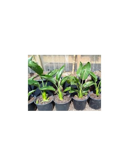 1 Dwarf paradise flower plant (Strelitzia reginae nana) For pot and tropical gardens
