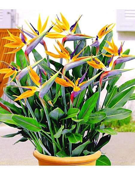 1 Dwarf paradise flower plant (Strelitzia reginae nana) For pot and tropical gardens
