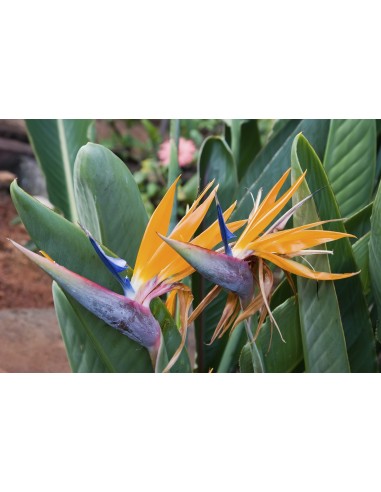 1 Dwarf paradise flower plant (Strelitzia...