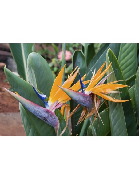 1 Dwarf paradise flower plant (Strelitzia reginae nana) For pot and tropical gardens