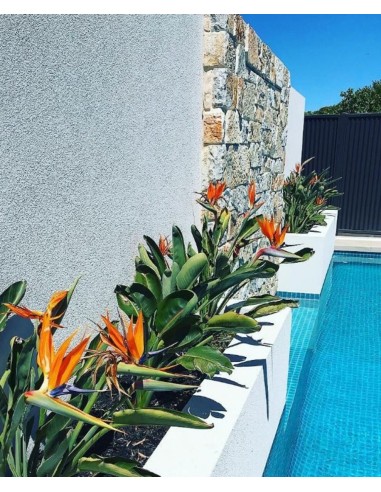 1 Dwarf paradise flower plant (Strelitzia...