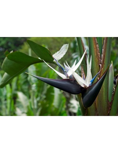 1 White bird-of-paradise plant (Strelitzia Nicolai) Exotic giant white flowering heliconias