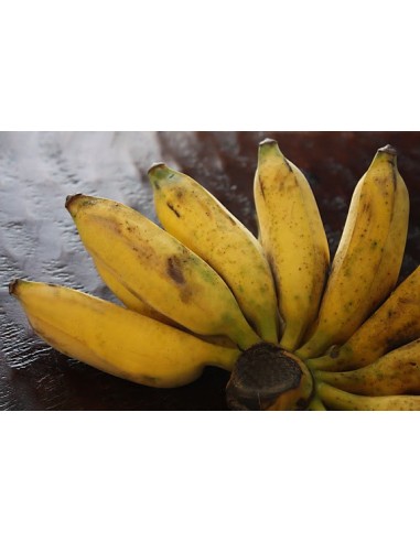 1 Planta Platano Bolsa (Musa orinoco) Nativo de Veracruz ''Platano cuadrado'' bananero