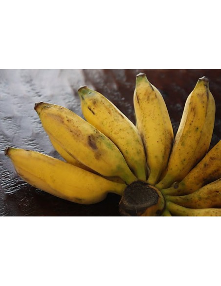 1 Planta Platano Bolsa (Musa orinoco) Nativo de Veracruz ''Platano cuadrado'' bananero