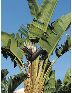 1 White bird-of-paradise... 2