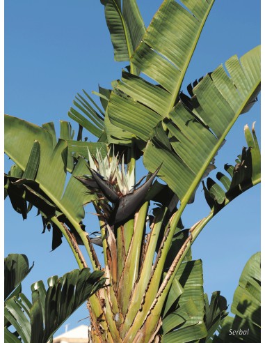 1 Planta de Ave del paraíso blanca (Strelitzia...