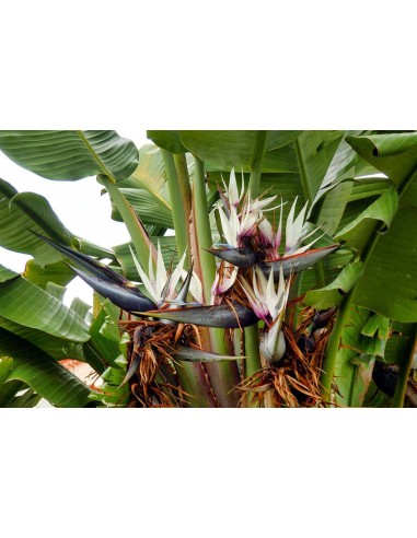 1 Planta de Ave del paraíso blanca (Strelitzia...