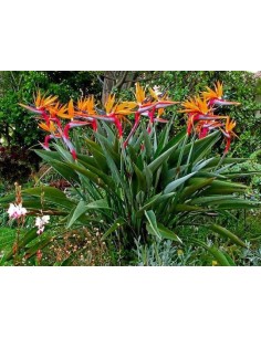 1 Normal Paradise Flower...