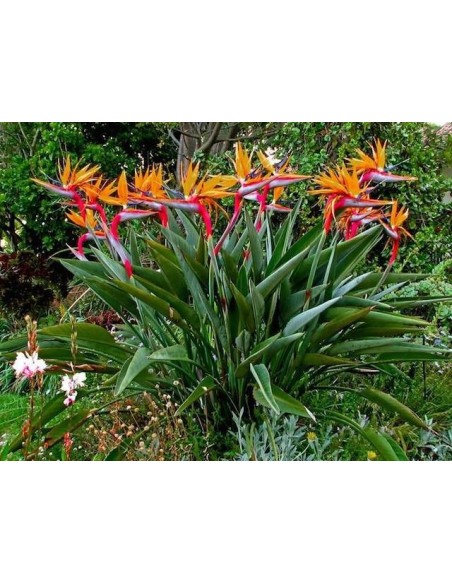 1 Planta de Flor del Paraiso normal (Strelitzia reginae) Venta de flores y plantas heliconias y mas