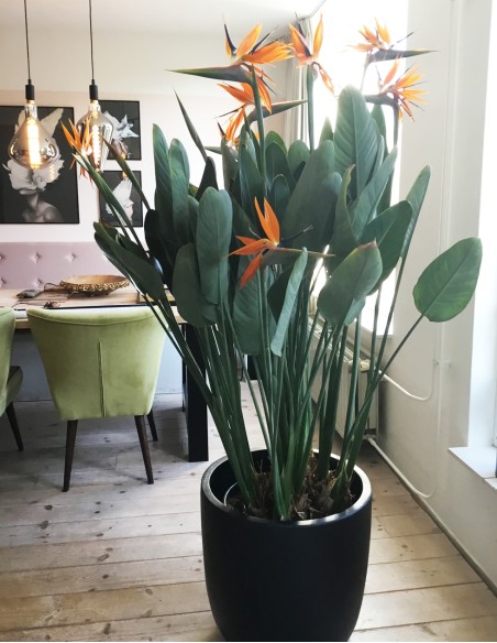 1 Planta de Flor del Paraiso normal (Strelitzia reginae) Venta de flores y plantas heliconias y mas