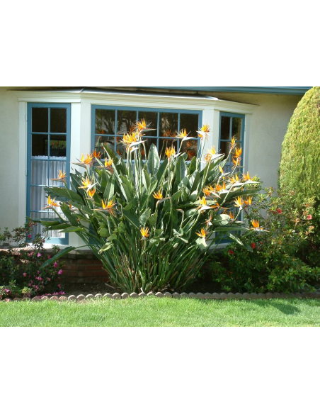 1 Planta de Flor del Paraiso normal (Strelitzia reginae) Venta de flores y plantas heliconias y mas
