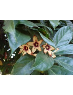 1 Cola nitida sapling (Cola...