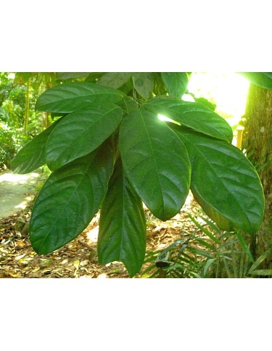 1 Arbolito de Cola nitida (Cola nitida) arbol...