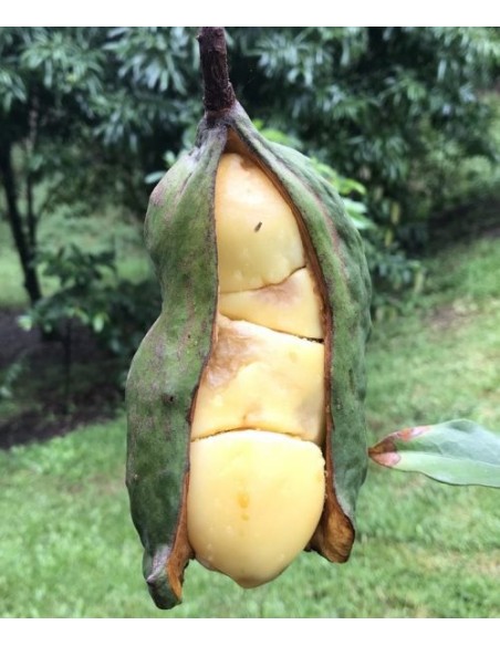 1 Arbolito de Cola nitida (Cola nitida) arbol africano de colección / Tropical