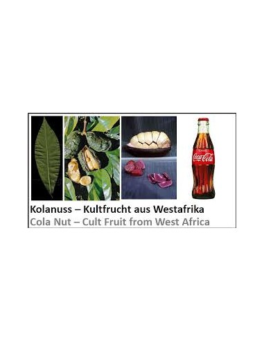 1 Cola nitida sapling (Cola nitida) African...