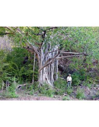 1 Arbolito de Amate negro (Ficus cotinifolia) Ficus Mexicano de Veracruz