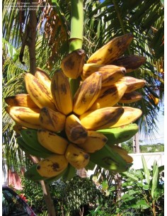 1 Planta Platano Bolsa (Musa orinoco) Nativo de Veracruz ''Platano cuadrado'' bananero