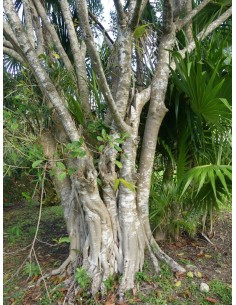 1 Black Amate sapling... 2