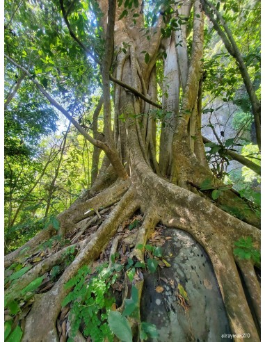 1 Arbolito de Amate negro (Ficus cotinifolia)...
