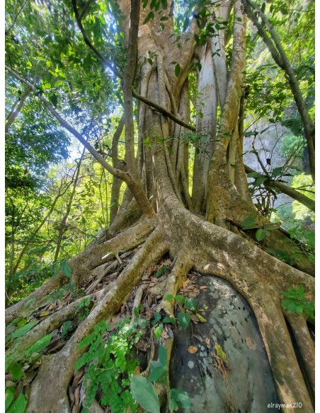 1 Black Amate sapling (Ficus cotinifolia) Ficus Mexicano de Veracruz