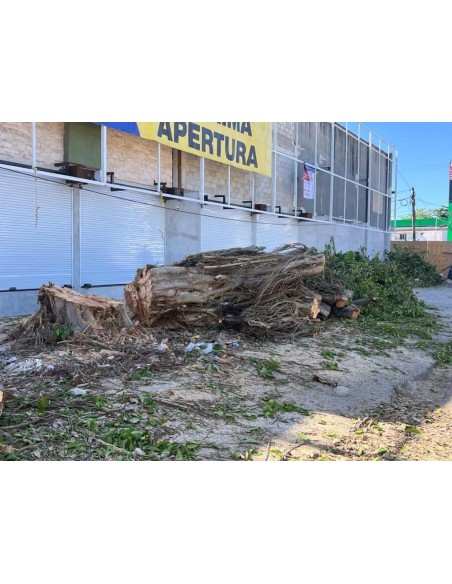 1 Black Amate sapling (Ficus cotinifolia) Ficus Mexicano de Veracruz
