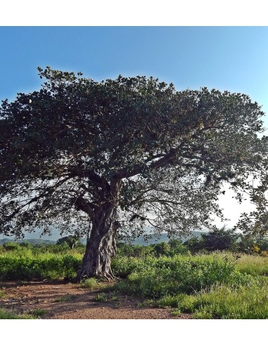 1 Arbolito de Amate negro (Ficus cotinifolia)...