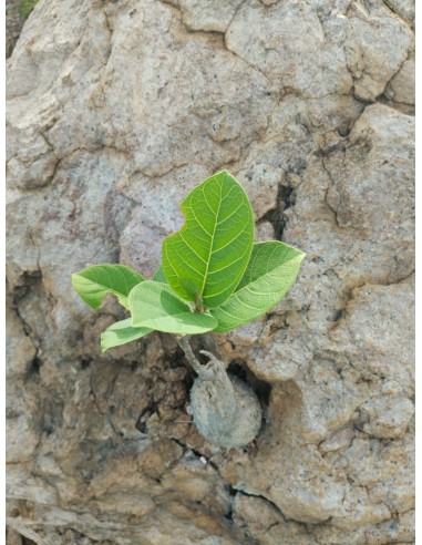 1 Arbolito de Amate negro (Ficus cotinifolia)...