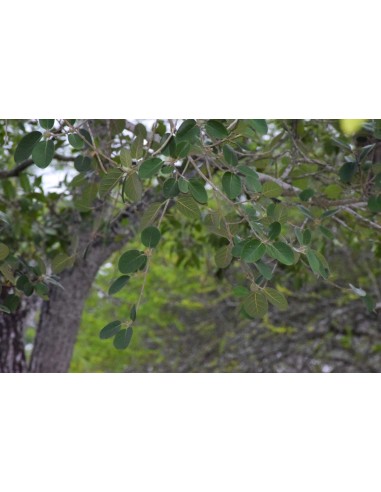 1 Arbolito de Amate negro (Ficus cotinifolia)...