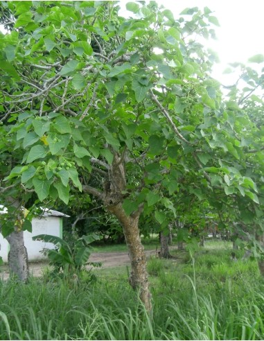 1 Arbolito de Jatropha para biodiesel / Jatropha curcas / Arboles para el cambio climático