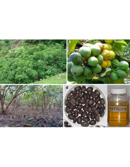 1 Arbolito de Jatropha para biodiesel / Jatropha curcas / Arboles para el cambio climático