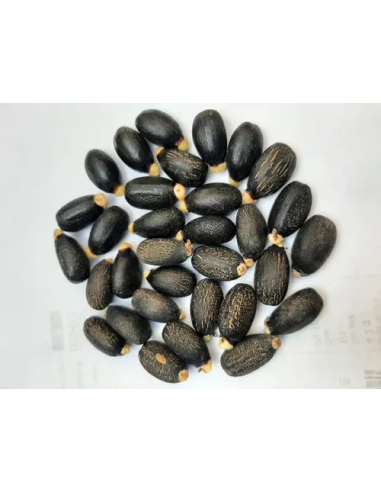 1 Arbolito de Jatropha para biodiesel /...