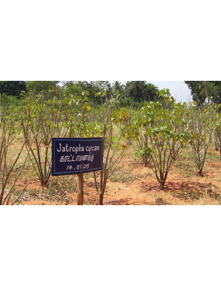 1 Arbolito de Jatropha para biodiesel / Jatropha curcas / Arboles para el cambio climático