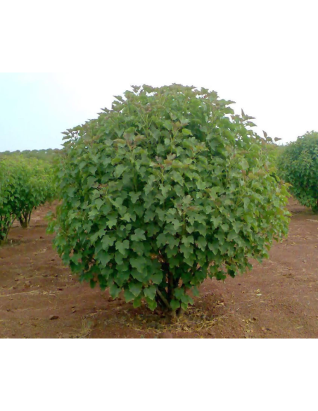 1 Arbolito de Jatropha para biodiesel / Jatropha curcas / Arboles para el cambio climático