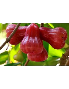 1 Arbolito de Manzana de...