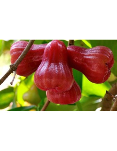 1 Malasian Apple Tree (Syzygium malaccense) Tropical pear / Similar to exotic fruit pomarrosa