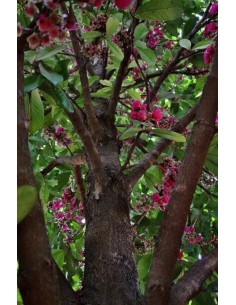 1 Malasian Apple Tree... 2