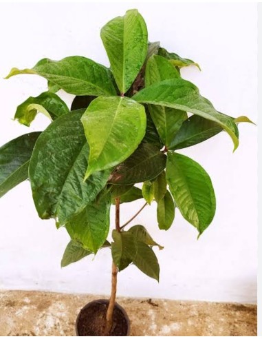 1 Malasian Apple Tree (Syzygium malaccense)...