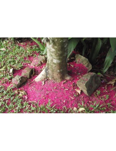 1 Malasian Apple Tree (Syzygium malaccense)...